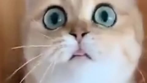 Confused Kitty Make a Hilarious Face