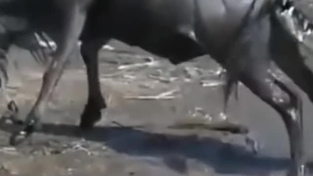 WILD ANIMALS HUNTING PREY COMPILATION RELAX FOR LIFE #51