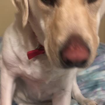 Hi my name is Harley!