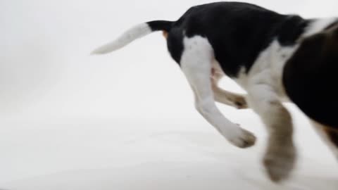 Beagle Amazing Slow Motion Leap With Toy