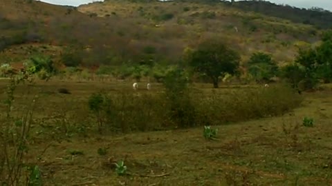 Caatinga