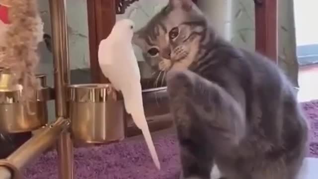 Cat Pets Parrot2