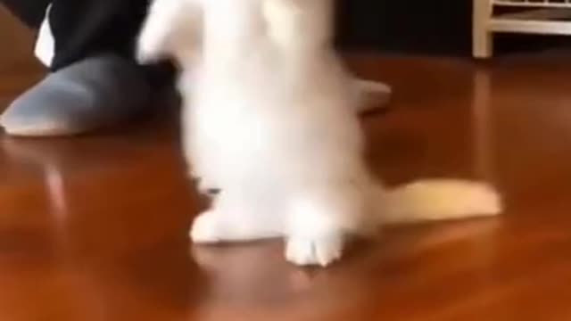 Cat dancing training