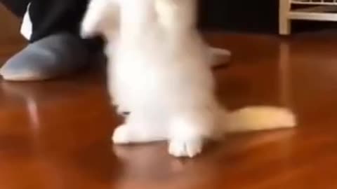 Cat dancing training