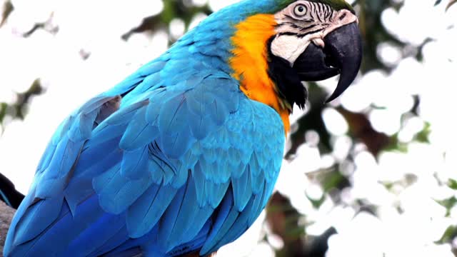 Parrots ,PARROT PICS,AMAZING PARROTS