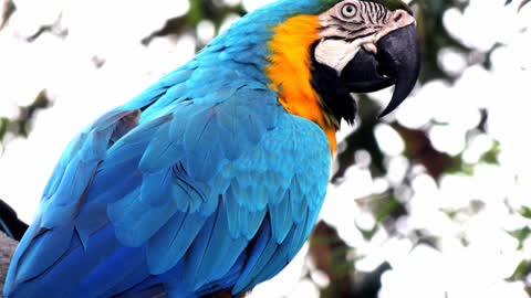 Parrots ,PARROT PICS,AMAZING PARROTS