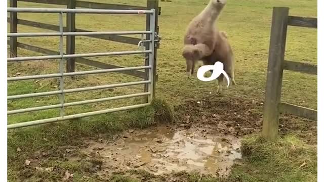 Alpacas adorably try to jump Over Puddle