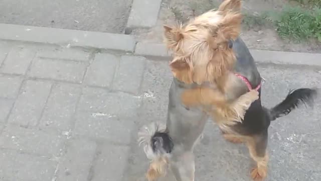 Yorkie Doggy Dance