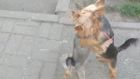 Yorkie Doggy Dance