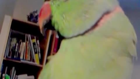 Indian parrot talking