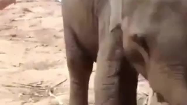 baby elephant doing his thing
