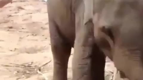 baby elephant doing his thing