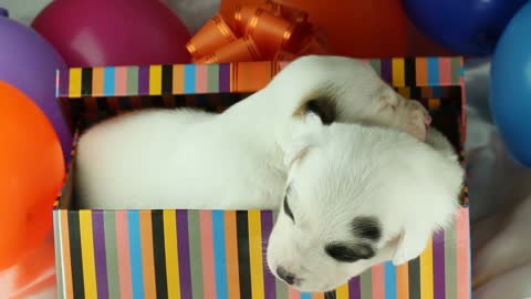 Twins puppies playing together in boxe