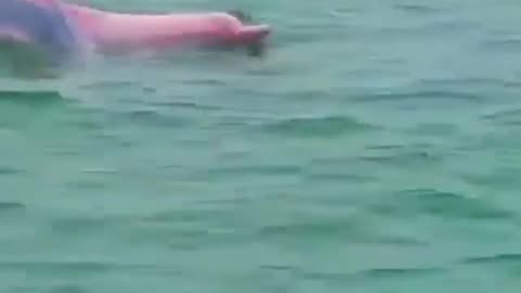 rare pink fish