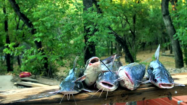 How to Clean and Cook Delicious Catfish Tutorial