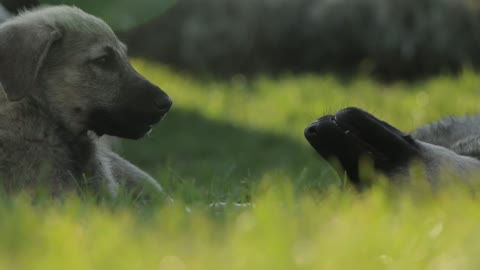 DOGS PLAYING IN THE GRASS!