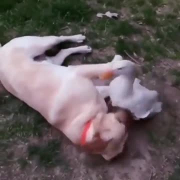 Duck and dog best friends