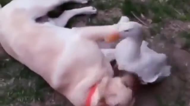 Duck and dog best friends