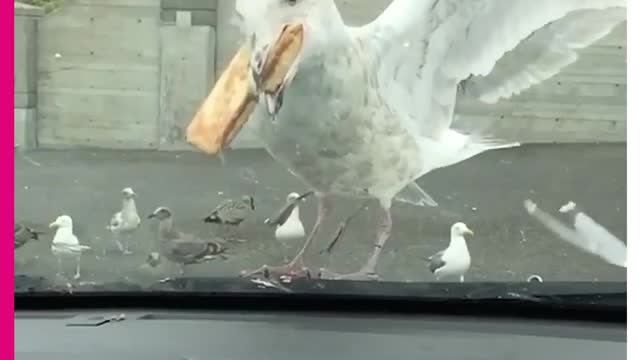 Seagull Takes an Entire Apple Pie in Mouth