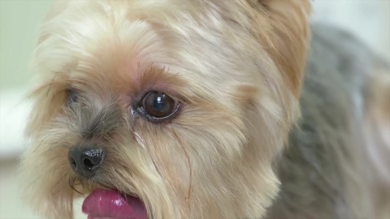 Watch How This Super Cute Puppy Sticking Out His Tongue!