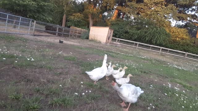 Cute geese children