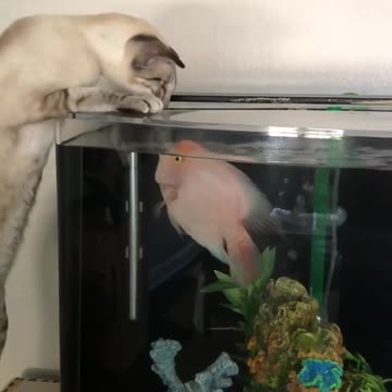 Brave Fish Defends Home From Nosy Cat