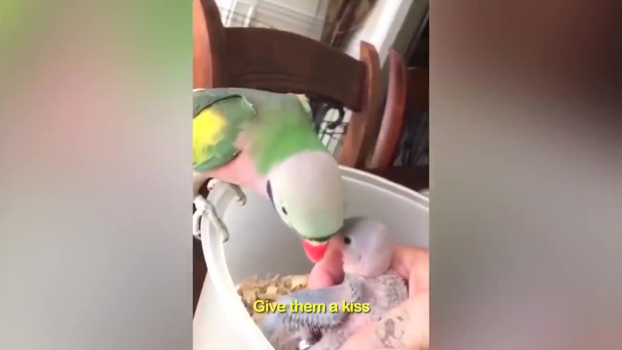 parrot talking, parrot sounds, parrot singing, parrot fish, parrot tv, parrotlet, parrot dancing, parrot talking funny, parrot minecraft, parrot alexa, parrot anafi, parrot anafi drone, parrot annoys cat, parrot and cat, parrot alexa shopping list, parrot