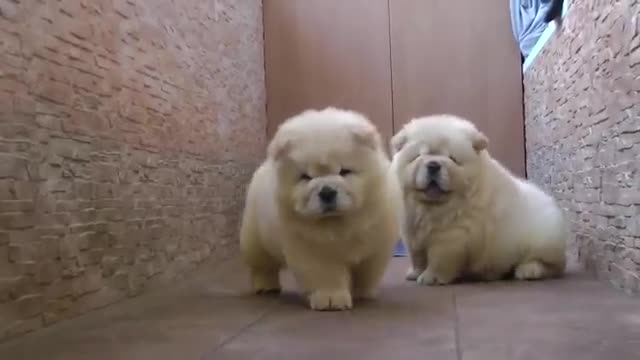 Chow Chow Puppies Play