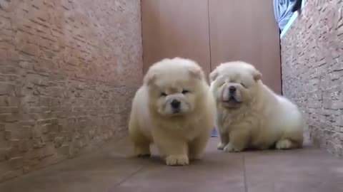 Chow Chow Puppies Play