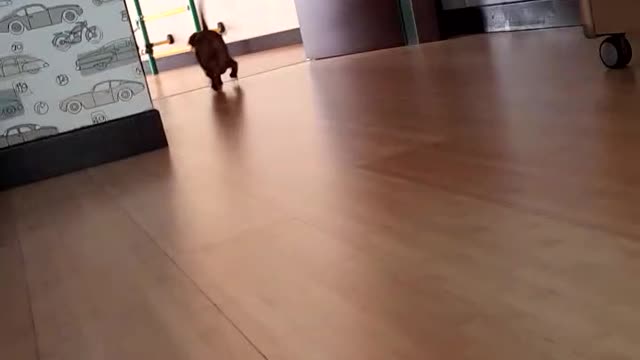 Woof woof