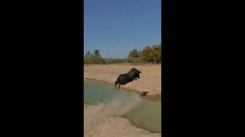 Bull Jumps Over A River To Save Itself From Predator