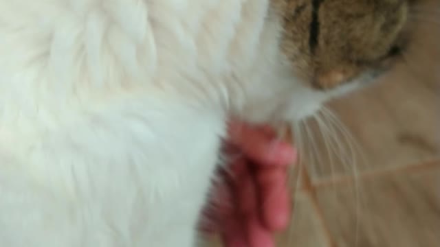 the cutest Cat in the world #2