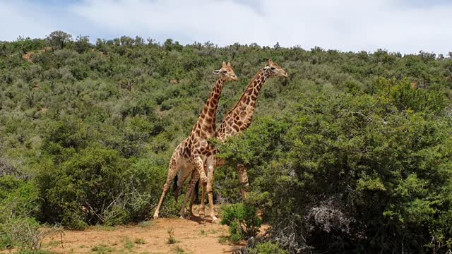 Giraffes Necking in Eastern Cape