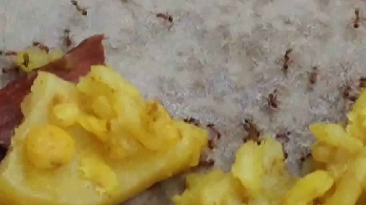 Ant collecting food