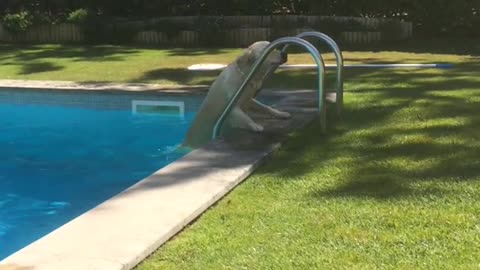 Golden retriever climbs out pool on stairs