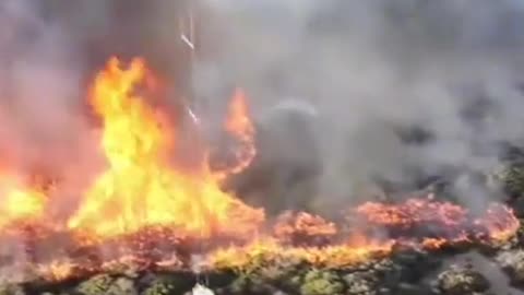 You now know what causes wildfires.