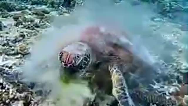 Diving encountered a huge turtle