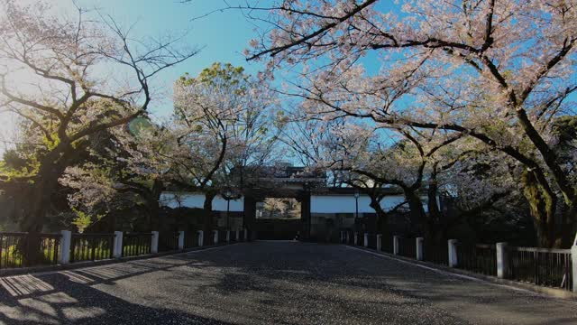 Cherry Blossoms - Japan Spring 2019