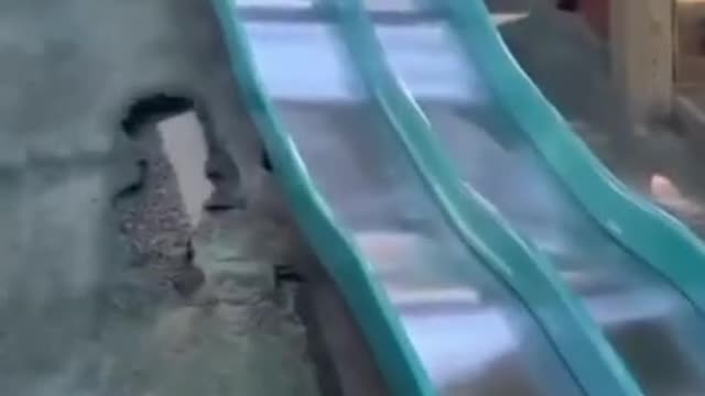 [HeeX_TV] Funny Animals 68