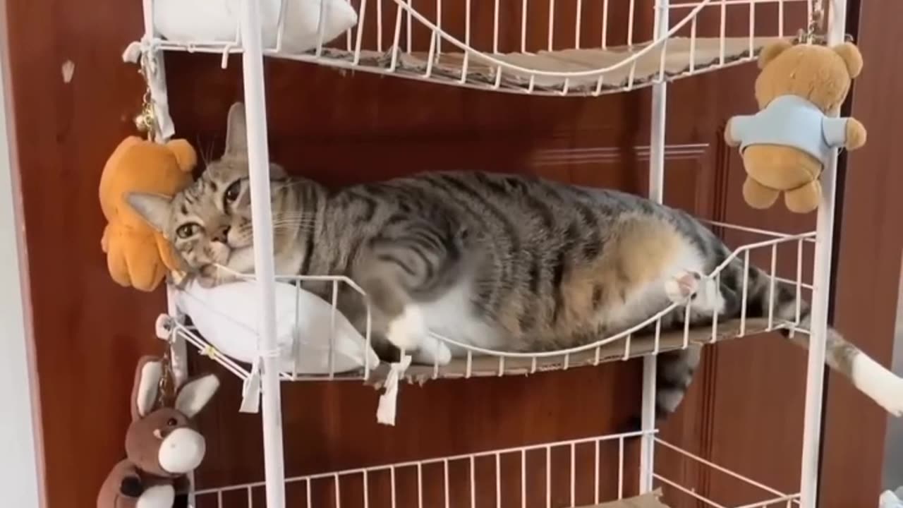 Cat funny sleep