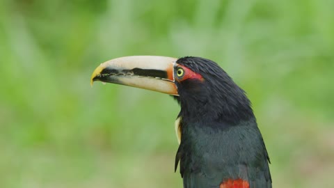 bird on branch