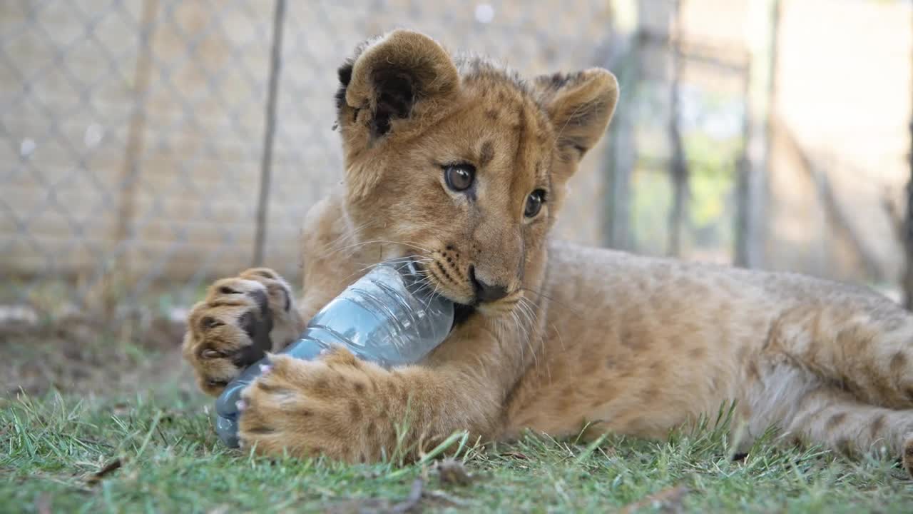 Lion cub play with a bottle