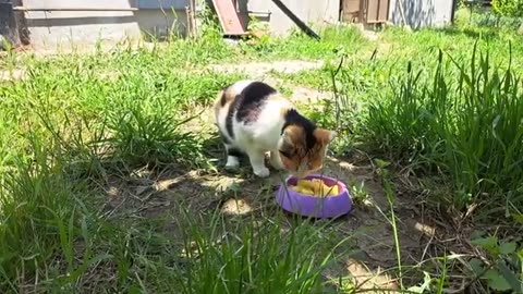 Cute, baby and beautiful kittens. Mother cat eats food.