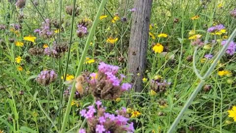 Little bee among flowers.