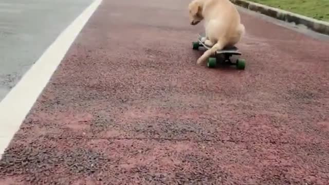 Dogs play skateboards second film