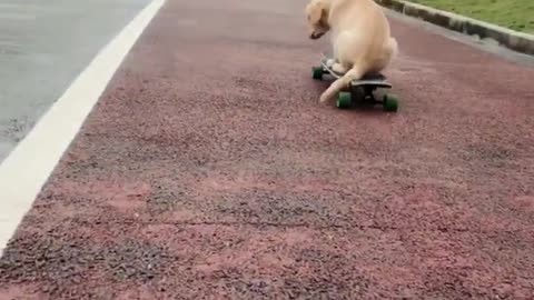 Dogs play skateboards second film