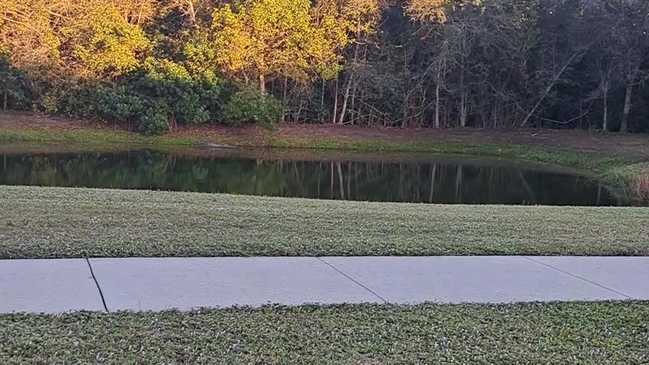 Big Alligator as I was driving home, December 12/26/23 Naples, Fl