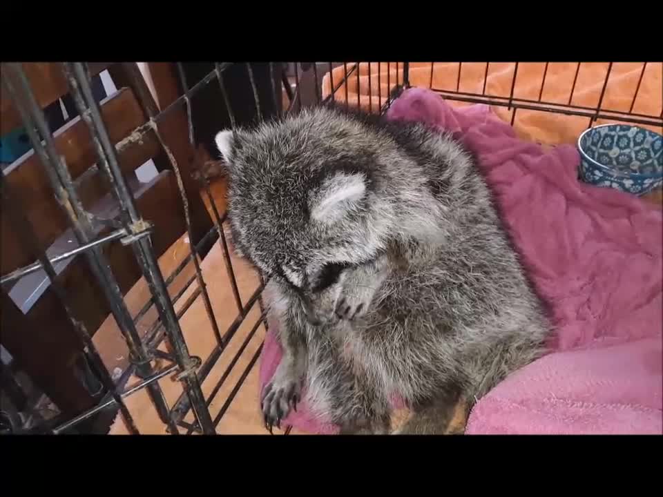 Poor Raccoon :'(