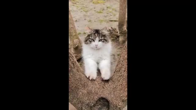 Cute Little cat craving for attention