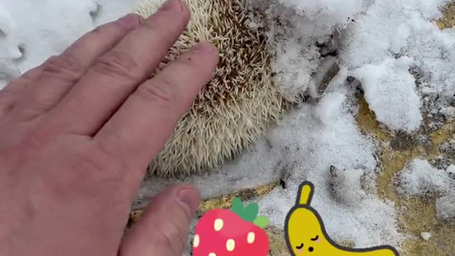 The little hedgehog is back!